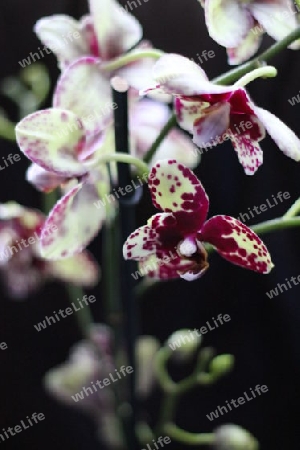 Orchideen  10