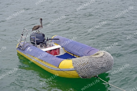 Braunpelikan, auch Brauner Pelikan (Pelecanus occidentalis), sitzt auf Motor eines Schlauchbootes,  Galapagos, Unesco Welterbe, Ecuador, S?damerika