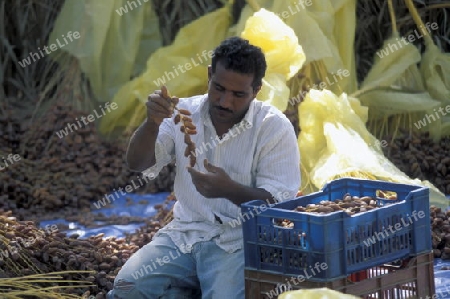 Afrika, Tunesien. Douz
Ein Beduine bei der Dattel Ernte in der Dattel Plantage in der Oase Douz im sueden von Tunesien. (URS FLUEELER)






