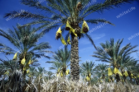 Afrika, Tunesien. Douz
Ein Beduine bei der Dattel Ernte in der Dattel Plantage in der Oase Douz im sueden von Tunesien. (URS FLUEELER)






