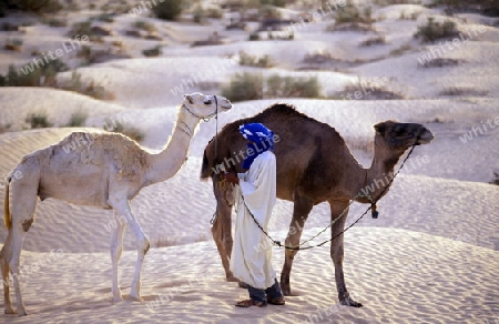 Afrika, Tunesien. Douz
Beduinen mit ihrem Kamel bei einer Wuesten Tour in der Oase Douz im sueden von Tunesien. (URS FLUEELER)







