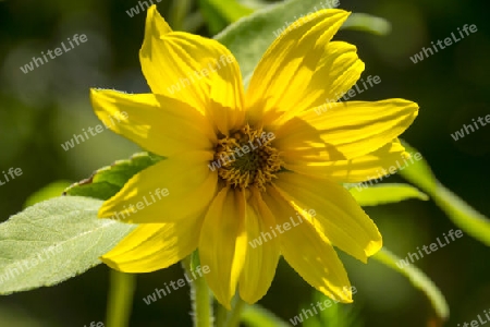 Sonnenblumen, Helianthus annuus