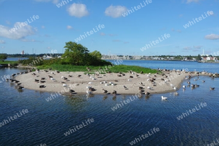 Wasservögel auf einer Sandbank. Neustadt in Holstein