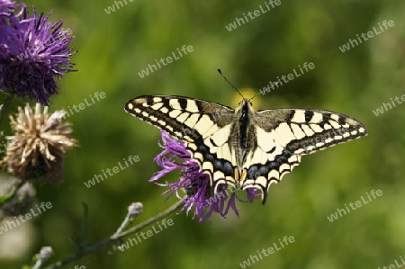 Schwalbenschwanz, Papilio machaon 