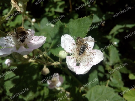 Biene auf Brombeerblüte IV