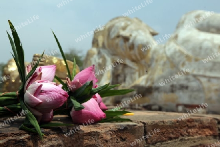 Der Liegende Buddha im Wat Lokaya Sutha Tempel in der Tempelstadt Ayutthaya noerdlich von Bangkok in Thailand. 