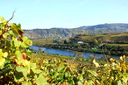 Mosel bei P?nderich