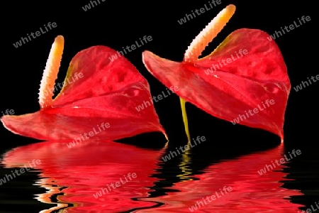 Flamingo Blumen