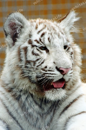 Tiger 007