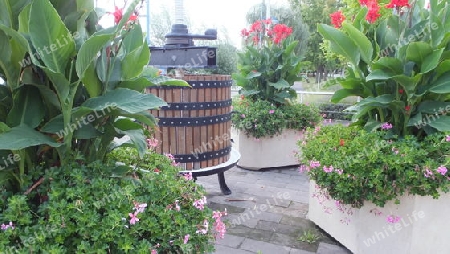 alte Weinpresse Blumendekoration