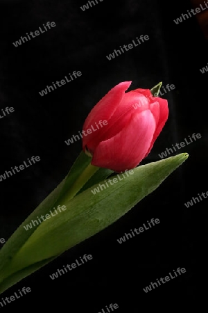 Flower:   Sweet Tulip