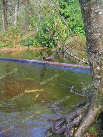 Dead Salmon in Goldstream River