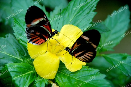 Schmetterlinge auf Blume