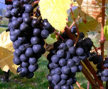 Blaue Trauben kurz vor der Ernte mit Weinlaub 1
