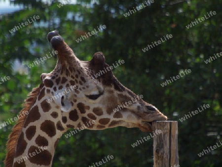 Giraffe untersucht Pfosten