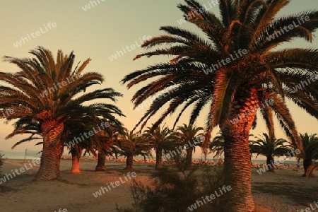 Palmenstrand am Abend