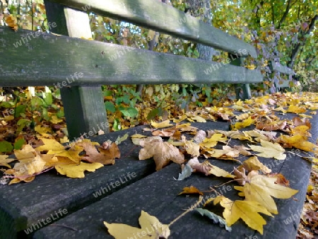 Sitzbank aus Holz voller Herbstlaub 2