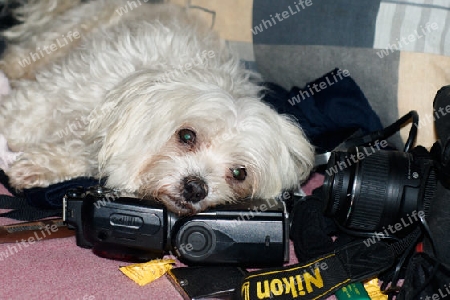 Fotografenhund Floh