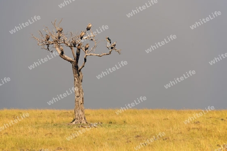 Vertrockneter Baum mit verschiedenen Geierarten vor einer Gewitterfront, Masai Mara, Kenia