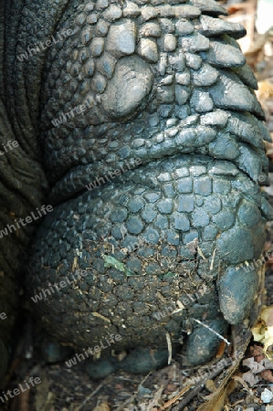 Giant Tortoise Paw