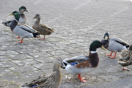 group of ducks walk arround