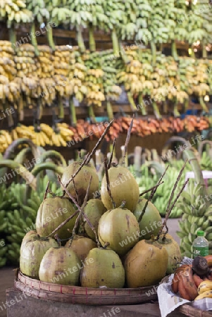 Cocosnut in a Fruit market in a Market near the City of Yangon in Myanmar in Southeastasia.