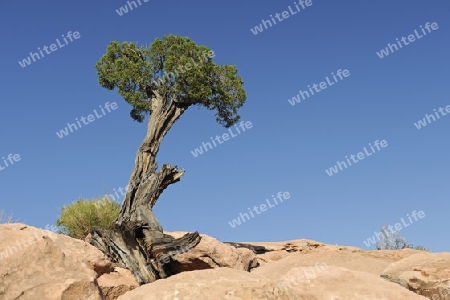 Utah Wacholder, Juniperus osteopserma,  waechst im Gestein, Grand Canyon, Arizona, USA
