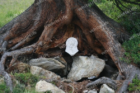 Bildnis der Muttergottes im Wurzelwerk eines Baumes