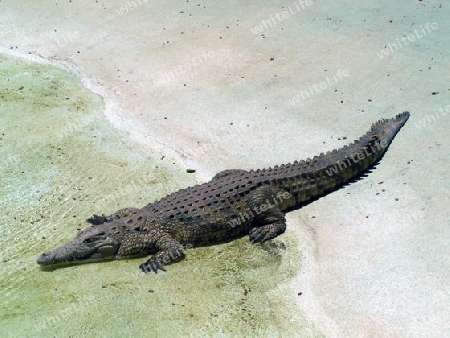 Krokodil (2)