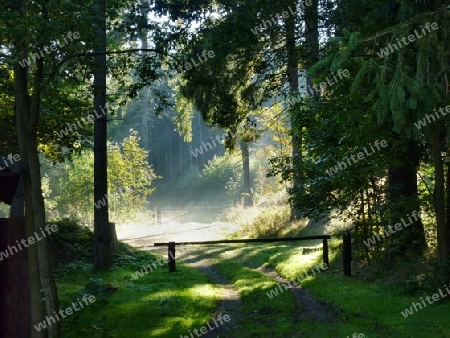 Waldweg im Morgennebel