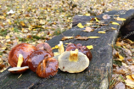 frisch gesammelte Maronen oder Maronen-Roehrlinge (Boletus badius, syn. Xerocomus badius), auf einer rustikalen Bank im herbstlichen Wald; Brandenburg, Deutschland