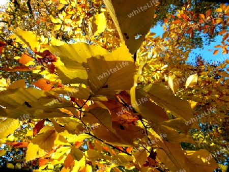 Gold-Gelbe Herbstbl?tter einer Ross-Kastanie in voller Sonne 2