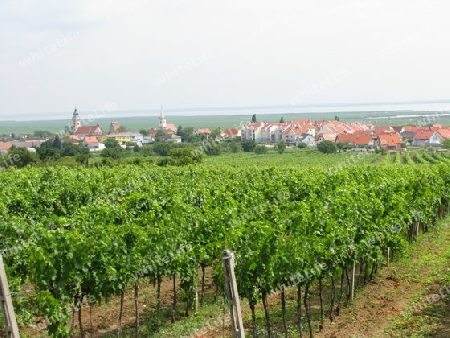 Weinstoecke oberhalb von Moerbisch im Burgenland