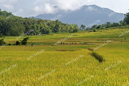 Reisfeld, Laos