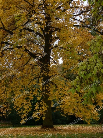 M?chtiger Baum im Herbst 4