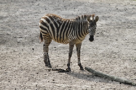 Zebra 002