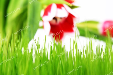 Tulpen und Wiese freigestellt mit wei?em Hintergrund