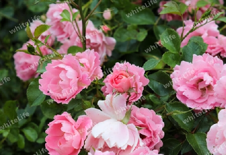 Pink and colorful rose flowers in a roses garden with a soft focus background.