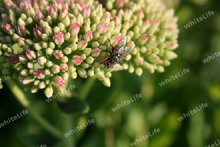 Fly on a flower