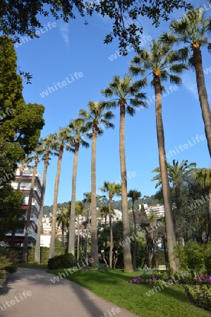Palmenreie in Nizza