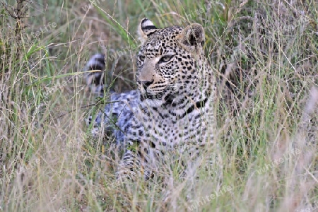 Junger Leopard (Panthera pardus), Masai Mara, Kenia, Ostafrika