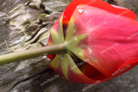 Tulpe auf Holz