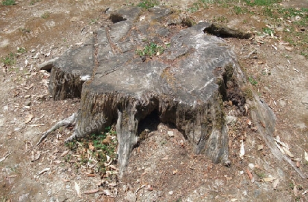 old tree stump in sunny ambiance