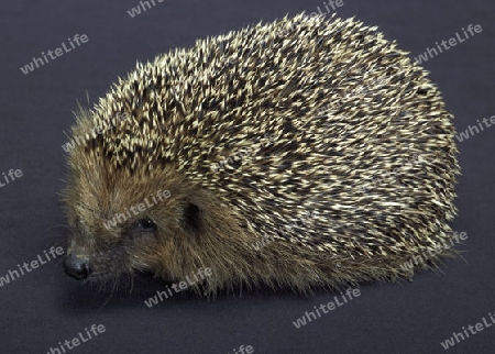 angle shot of a young hedgehog. Studio photography in dark back