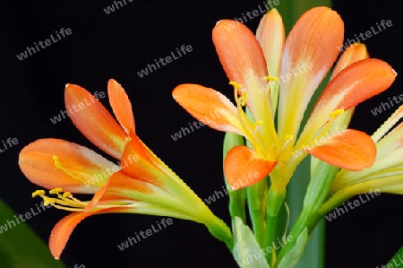 orange Clivia Blume