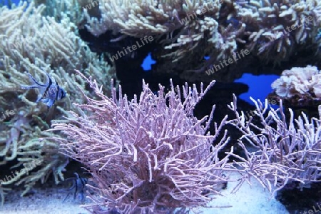 Seeanemonen und Korallen in Aquarium
