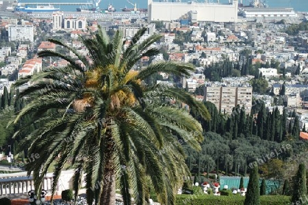 Dattelpalme vor Haifa, Israel