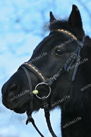Portrait schwarzes Pferd