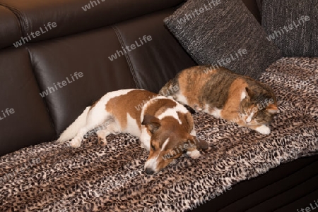 Hund und Katze auf der Couch