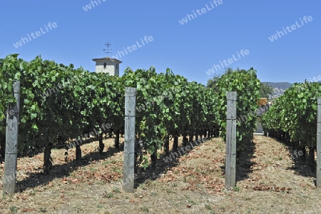 Blick auf die Weinreben  der Robert Mondavi Winery, Napa Valley, Kalifornien, USA